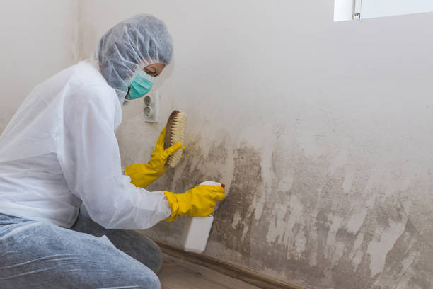 Best Mold Remediation  in Wildwood, FL