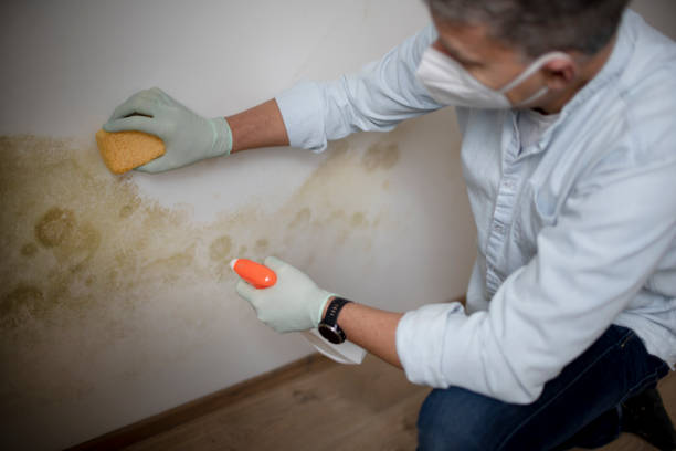 Best Local Mold Removal Service  in Wildwood, FL