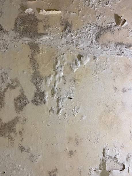 Best Mold Removal Near Me  in Wildwood, FL