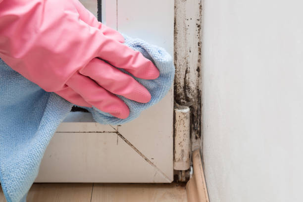 Best Mold Remediation Services  in Wildwood, FL