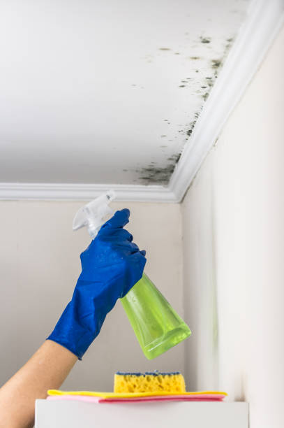 Best Crawl Space Mold Removal  in Wildwood, FL